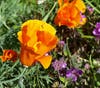 California Poppies