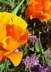 California Poppies