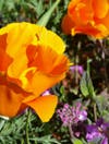 California Poppies