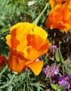California Poppies
