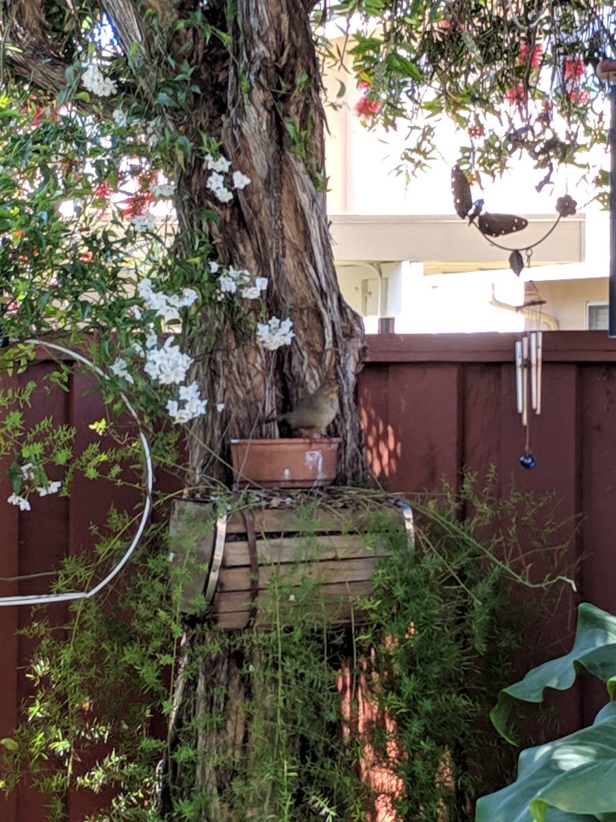 California Towhee