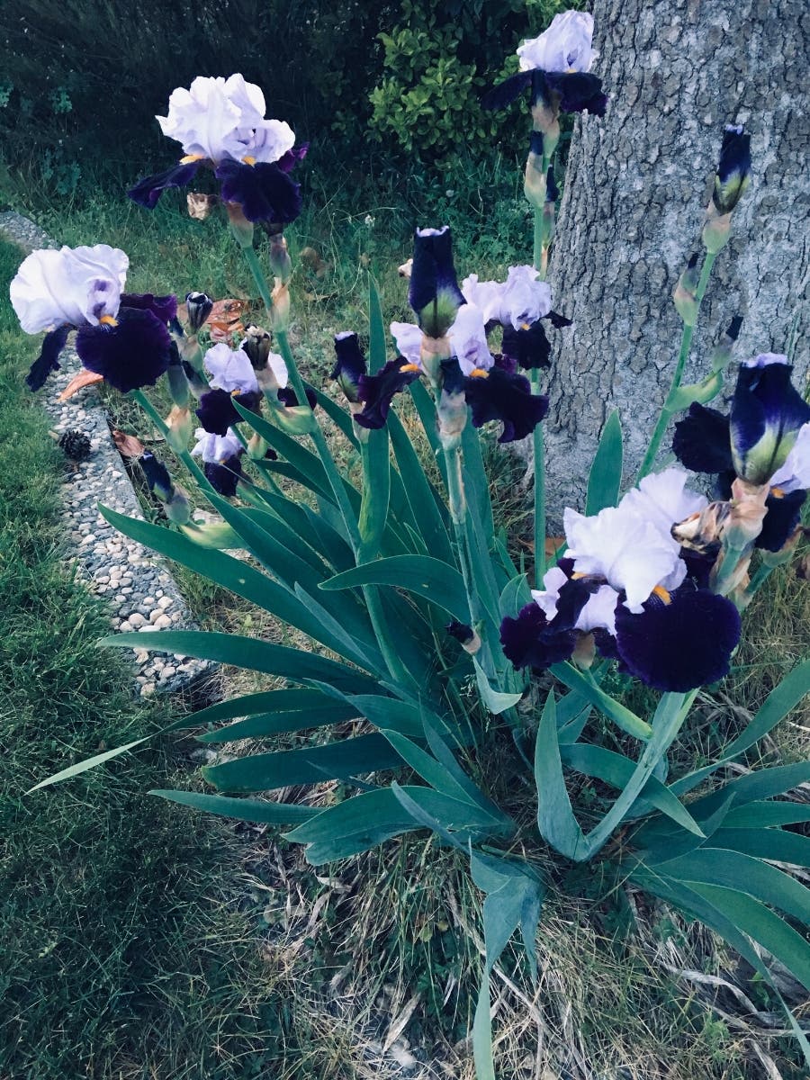 Bearded irises in Walnut Creek