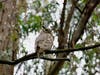 Owl at Lake Chabot, Calif.