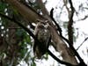 Owl at Lake Chabot, Calif.