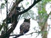 Owl at Lake Chabot, Calif.