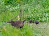 Quail at Wildcat Canyon Regional Park
