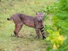 Bobcat at Wildcat Canyon Regional Park