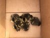 Operation: duckling rescue!