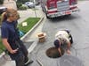 Operation: duckling rescue!