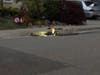 Cat rescue in Castro Valley