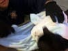 Cat rescue in Castro Valley