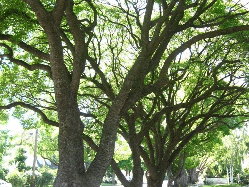 Fremont has a plan for the city's urban forest.