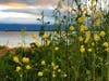 Flowers near the Dumbarton Bridge