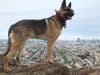 Duke does sightseeing in San Francisco