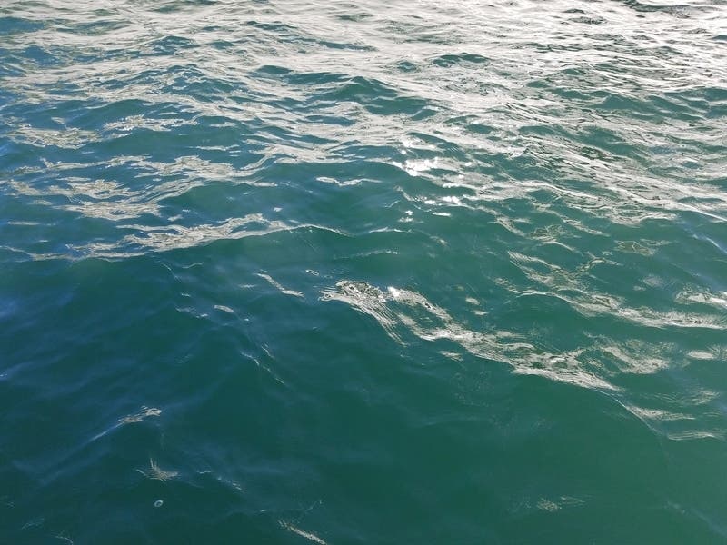 Leopard sharks have washed ashore at Crown Beach