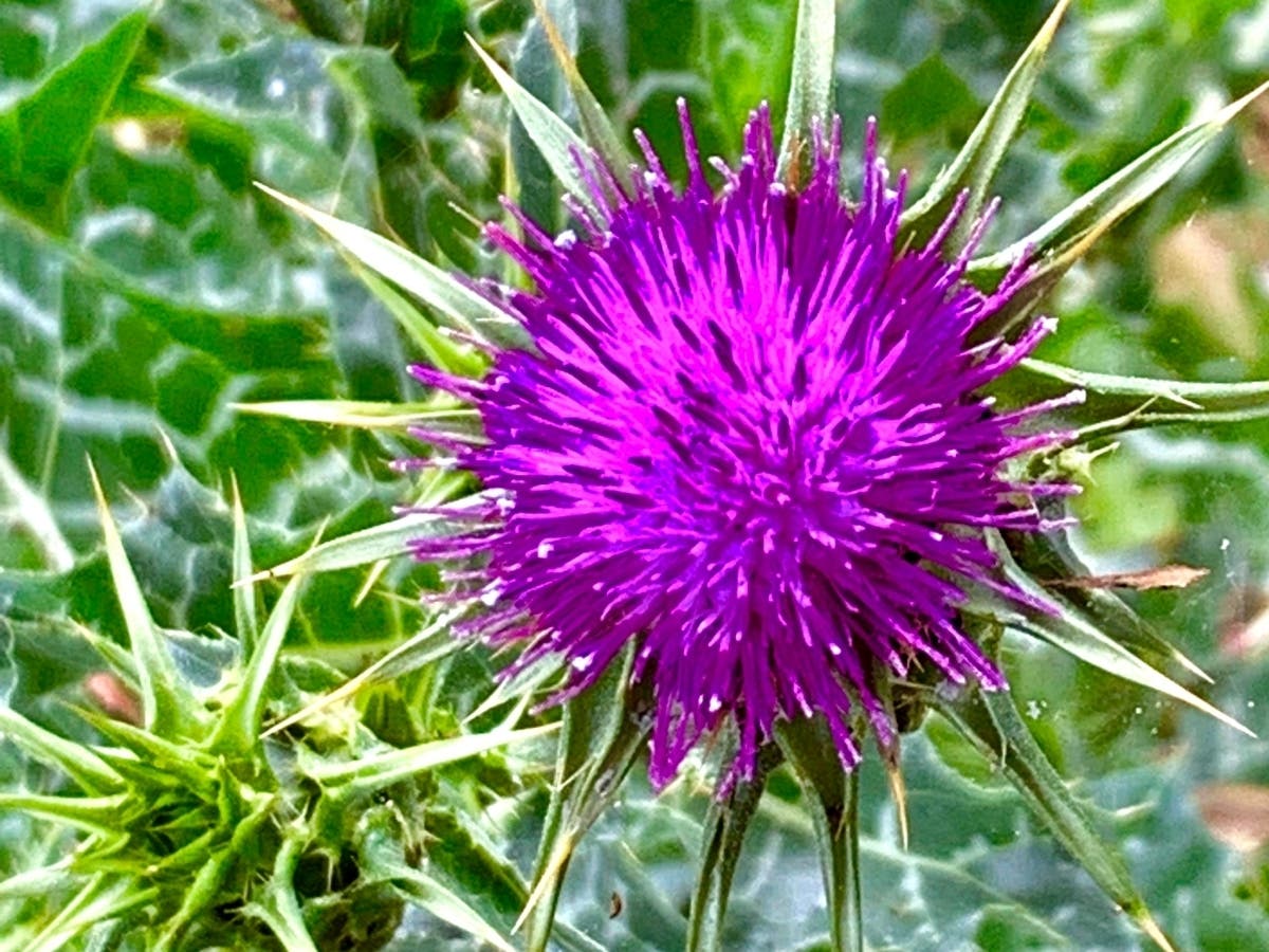 Flower blooming in Ardenwood Park in Fremont, Calif.