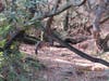 Deer at Lake Chabot