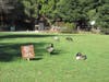 Geese at Lake Chabot ignore signs