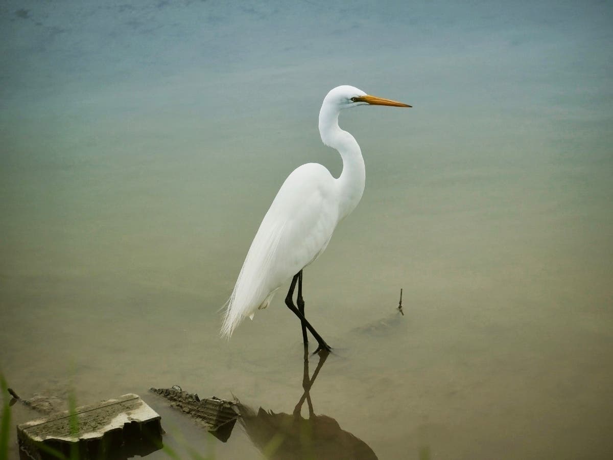 Egret at Point Isabel