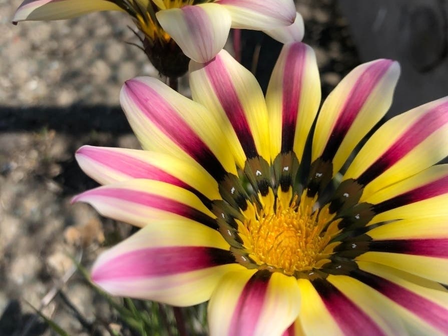 Flowers in Hayward, Calif.