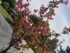 Flowers in Fremont, Calif.