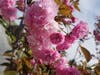 Flowers in Fremont, Calif.