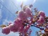 Flowers in Fremont, Calif.