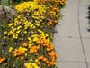 Flowers in Fremont, Calif.