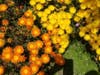 Flowers in Fremont, Calif.