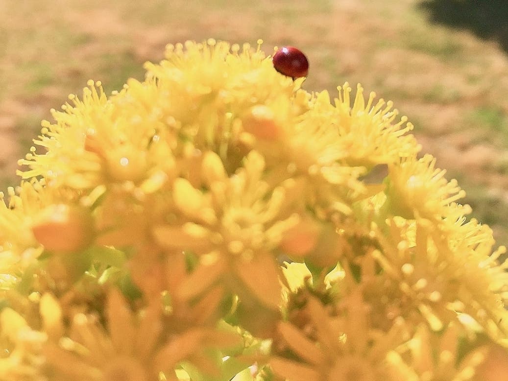 This photo was taken in a garden in San Leandro, Calif.