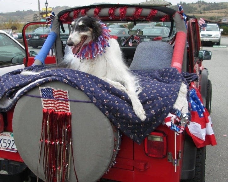 Who's ready for a doggone good time at the 4th of July parade!