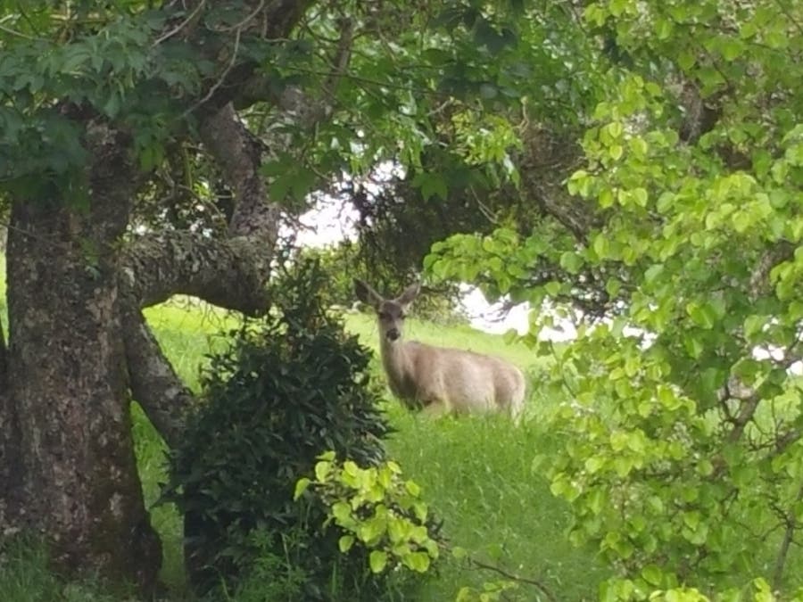 Deer photographed in Hercules, Calif