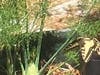 Butterfly on fennel plant, San Leando, Calif.