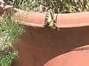 Butterfly on flower pot, San Leando, Calif.