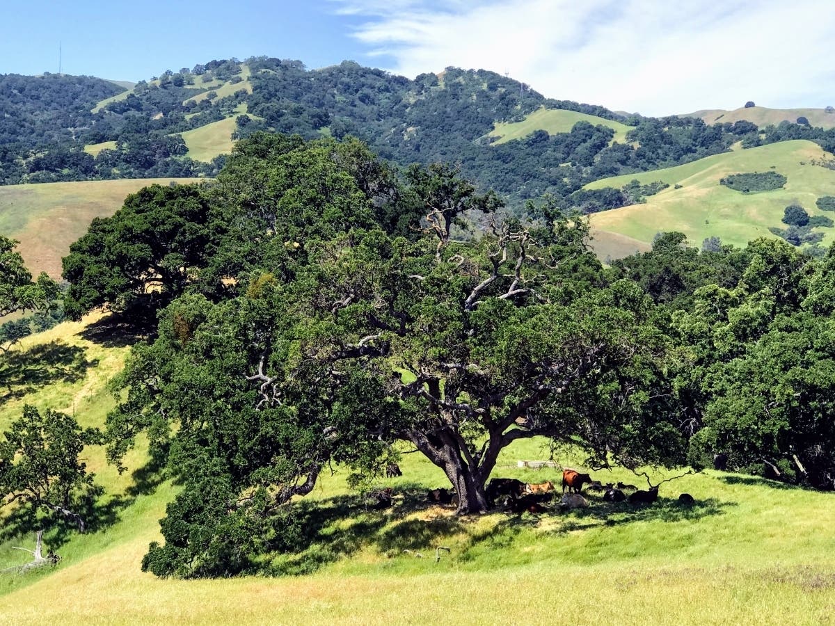 Leena snapped this photo in the Sunol Valley