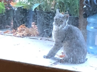 Bobcat in Union City, Calif.
