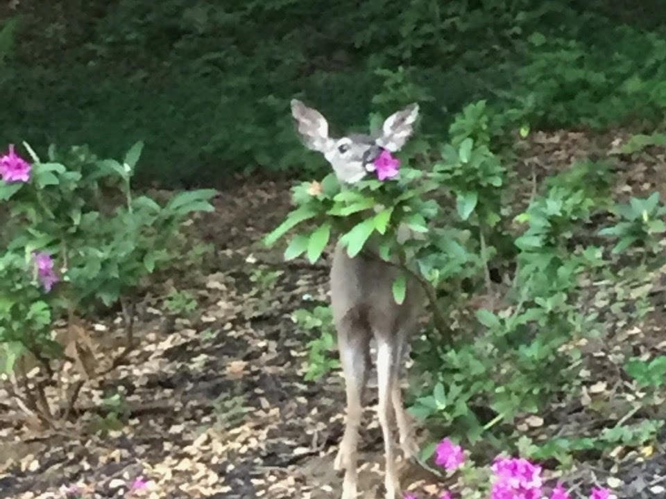 Photo taken in Orinda, Calif.