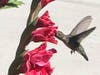 Hummingbird and gladiolus in Fremont, Calif.