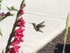 Hummingbird and gladiolus in Fremont, Calif.
