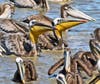 Pelicans at Point Isabel, Calif.