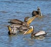 Pelicans at Point Isabel, Calif.