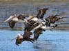 Pelicans at Point Isabel, Calif.