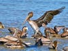 Pelicans at Point Isabel, Calif.