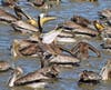 Pelicans at Point Isabel, Calif.