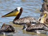 Pelicans at Point Isabel, Calif.