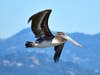 Pelican flying near Point Isabel, Calif.