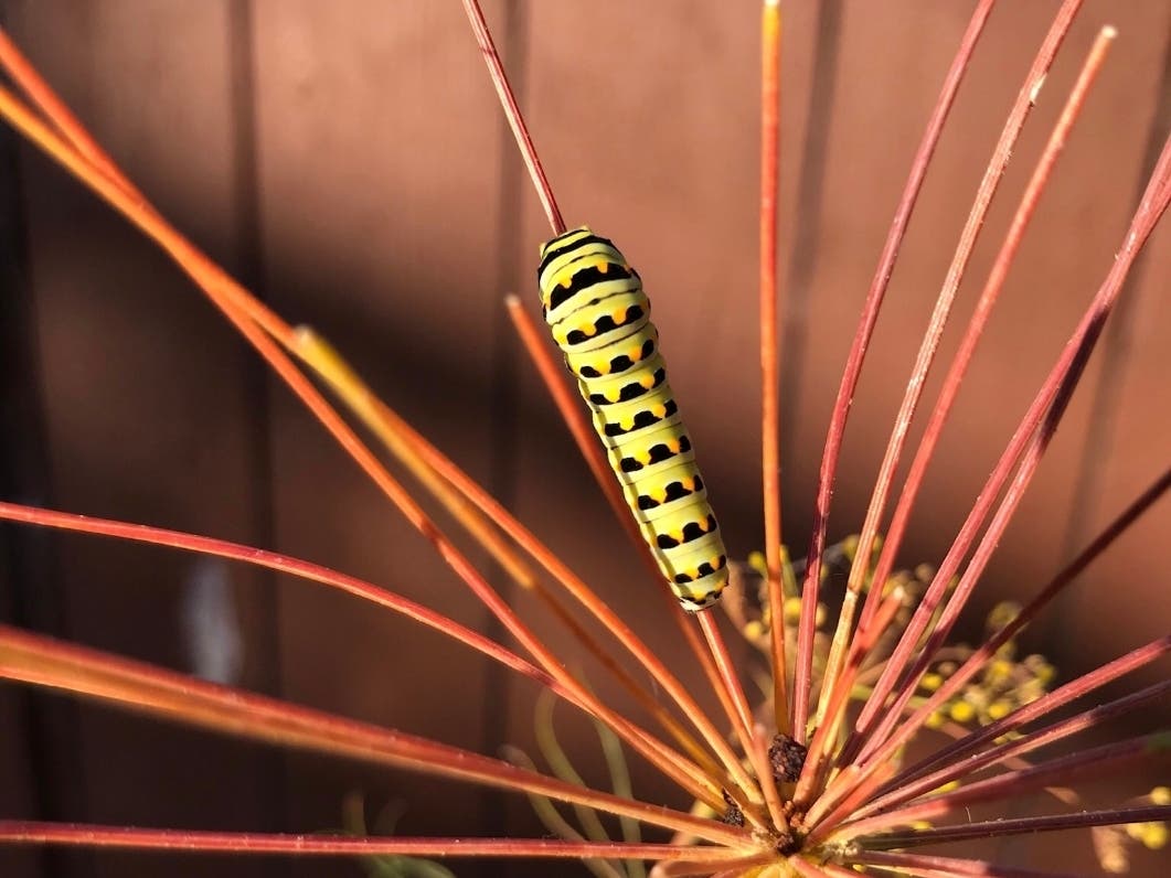 This caterpillar is on a plant in Albany, Calif.