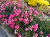Roses growing in Fremont, Calif.