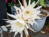 Queen of the Night flowers growing in Fremont, Calif.