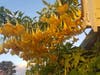 Angel's Trumpet flowers growing in Fremont, Calif.